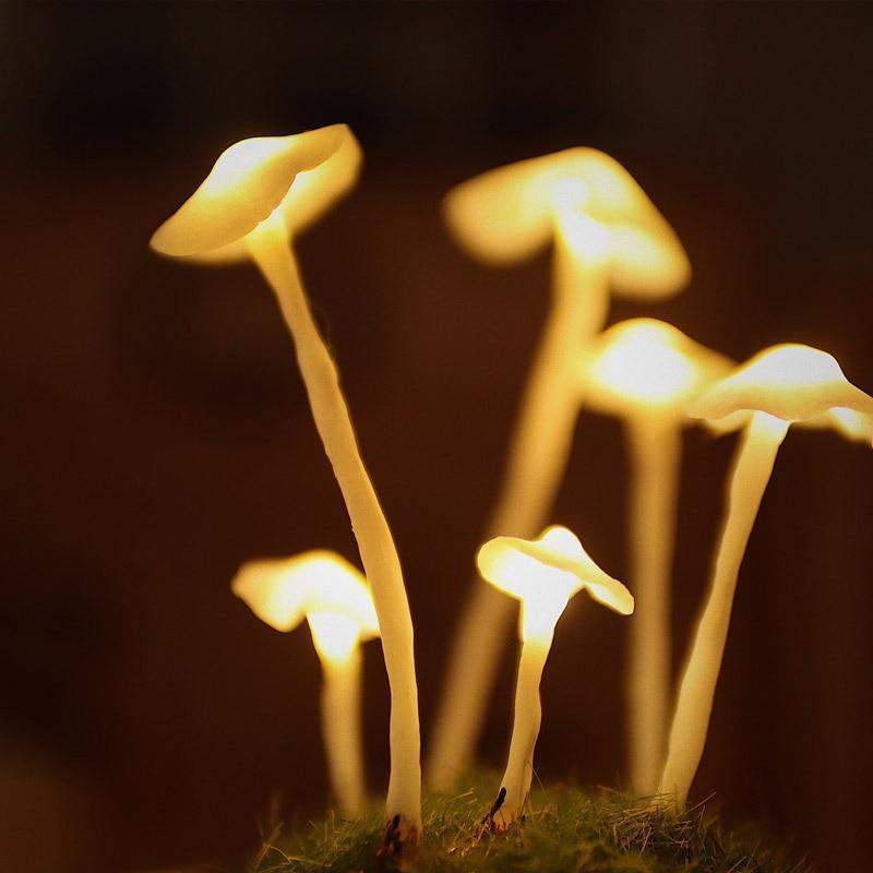 Miniatuur 7