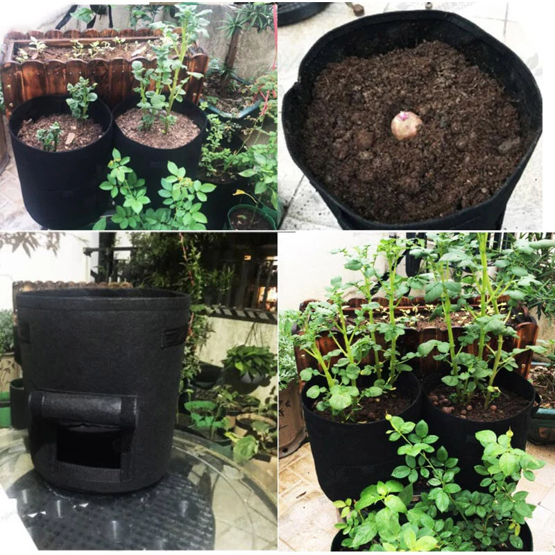 Miniatuur 6